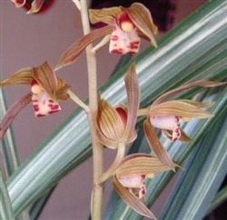 Cymbidium sinense 'Rui Huaâ€™
