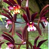 Cymbidium atropurpureum