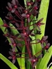 Cymbidium canaliculatum