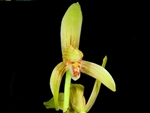 Cymbidium ensifolium "Jin  Chi"