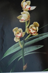 Cymbidium ensifolium "Jin He"