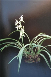 Cymbidium ensifolium 'Jin Si Ma Wei'