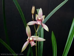 Cymbidium ensifolium "Sa Mo Jin"