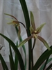 Cymbidium goeringii "Chun Li"