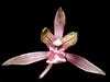 Cymbidium sinense "Da Shi Men"