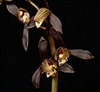 Cymbidium sinense "Tai Ping Yang"