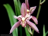 Cymbidium ensifolium "Yu Huan Fei" species