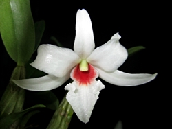 Dendrobium draconis