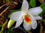 Dendrobium fuerstenbergianum