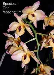 Dendrobium moschatum