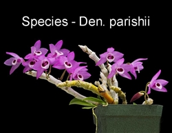 Dendrobium parishii