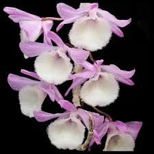 Dendrobium primulinum species