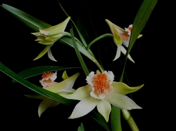 Dendrobium schrautii