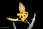 Dendrobium unicum v. semi-alba