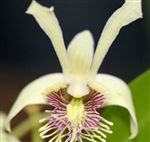 Dendrobium venustum