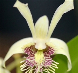 Dendrobium venustum