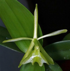 Epidendrum difforme species