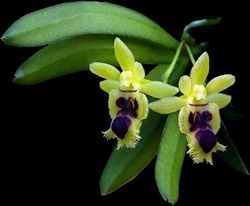 Haraella retrocalla