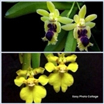 Haraella retrocalla