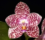 Phalaenopsis Brother Glory (Natasha x amboinensis)