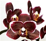 Phalaenopsis Zuma's Pixie x Taida Pearl