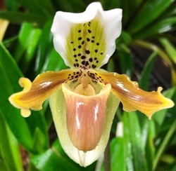 Paphiopedilum exul