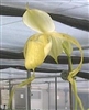 Paphiopedilum stonei frm. album