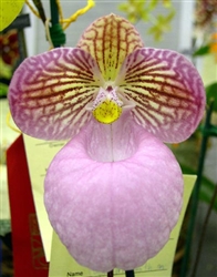 Paphiopedilum micranthum species