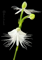 Pectabinaria (Habenaria) Ptarmigan (Snow Bird x medusae)