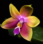 Phalaenopsis Hawaii Dragon Girl x violacea v. tipo