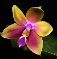 Phalaenopsis Hawaii Dragon Girl x violacea v. tipo