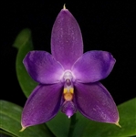 Phalaenopsis Jennifer Palermo f. coerulea x violacea f. coerulea