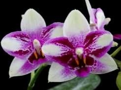 Phalaenopsis Jia Ho Summer Love (Taisuco Micky x bellina)