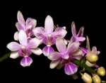Phalaenopsis Pale Face (lindenii Ã— deliciosa subsp. hookeriana)