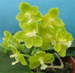 Phalaenopsis Su-An Cricket (Gelblieber Ã— mannii)