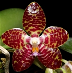 Phalaenopsis YangYang Gigan Cherry (Jong's Gigan Cherry 'Prince' x gigantea)