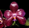 Phalaenopsis Yaphon Beginning of Life (Yaphon Luedde-Star Ã— gigantea)