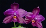 Phalaenopsis Yaphon Super Jaguar (Phal. Yaphon Luedde-Star x Phal. Shingher Pure Love)