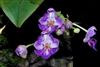 Phalaenopsis appendiculata