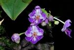 Phalaenopsis appendiculata