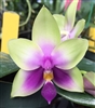 Phalaenopsis bellina