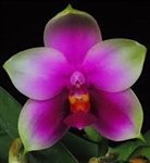 Phalaenopsis bellina 'Red Apple'