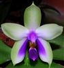 Phalaenopsis bellina v. coerulea
