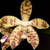 Phalaenopsis doweryensis x speciosa
