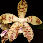 Phalaenopsis doweryensis x speciosa