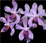 Phalaenopsis doweryensis x wilsonii