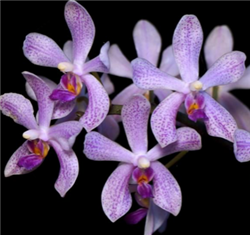 Phalaenopsis doweryensis x wilsonii