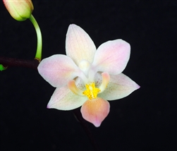 Phalaenopsis equestris var. orange