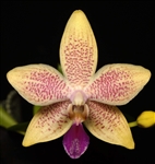 Phalaenopsis equestris x tetraspis f. livida