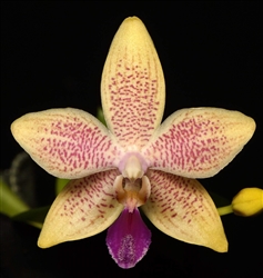 Phalaenopsis equestris x tetraspis f. livida